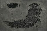 Devonian Lobe-Finned Fish (Osteolepis) Pos/Neg - Scotland #177084-4